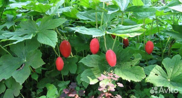 Редкие растения для сада