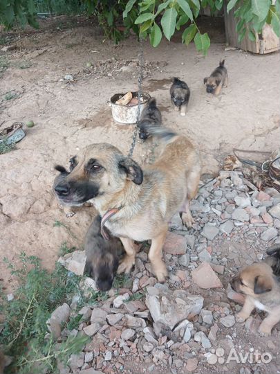 Собака в добрые руки отдам бесплатно
