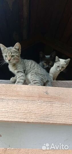 Котята в добрые руки