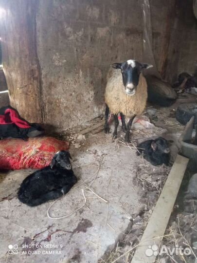 Ягнята и овцы