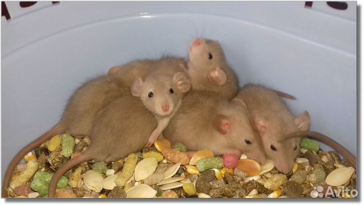 Янтарные крысята, крысы Дамбо из питомника
