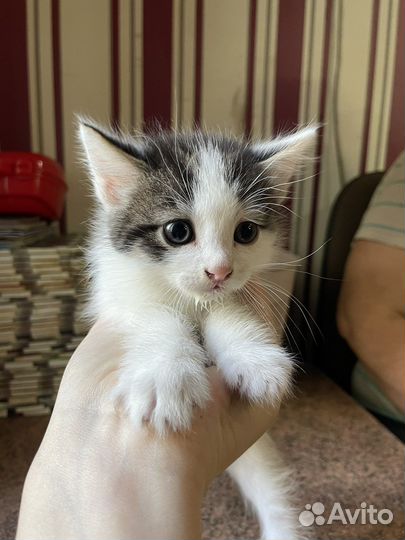 Отдам котят в хорошие руки