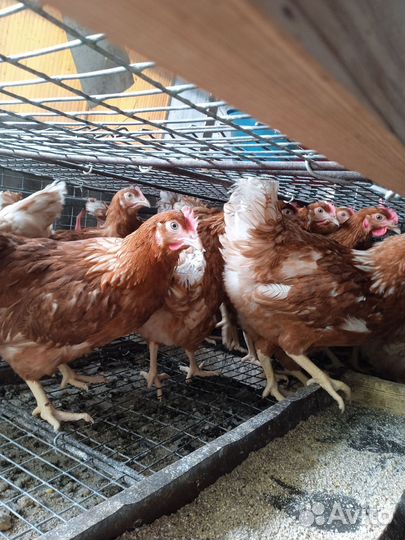 Куры несушки