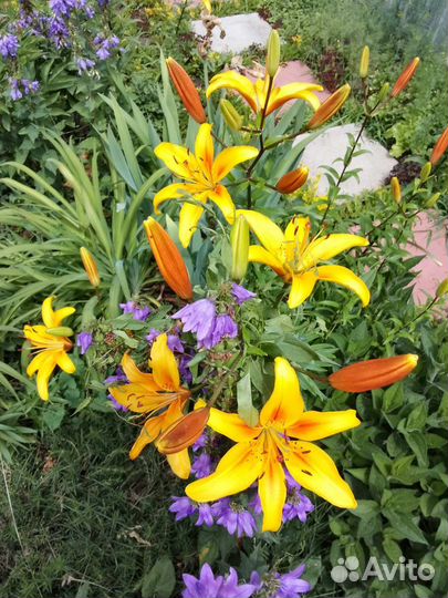 Растения для сада