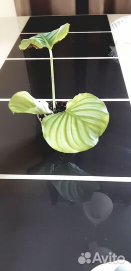 Калатея орбифолия