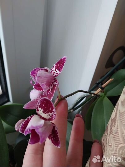 Орхидея фаленопсис пелорик