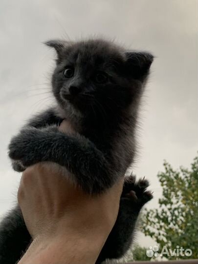 Кошка в дар