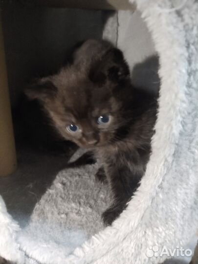 Шотландские прямоухие котята