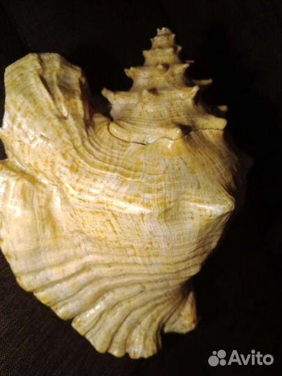 Большая огромная ракушка