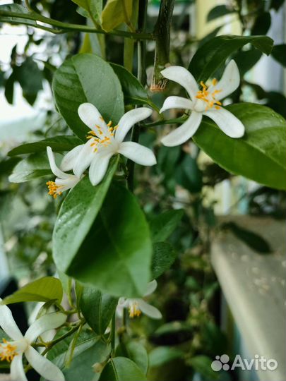 Лимон Лайм лимонное дерево