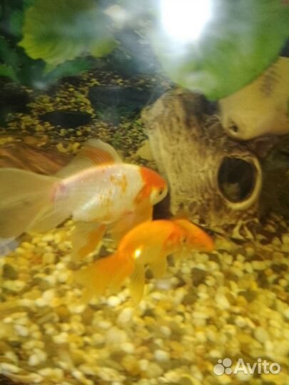 Золотая рыбка