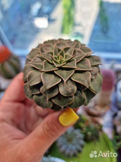 Граптоверия сильвер стар