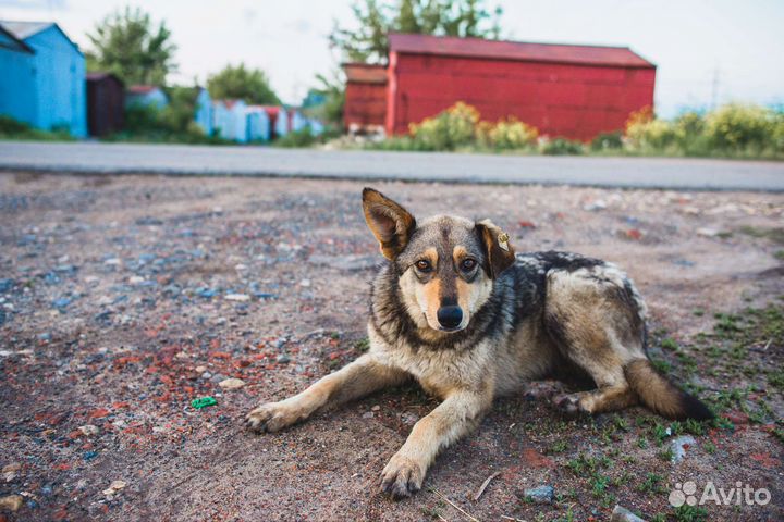 Собака в добрые руки