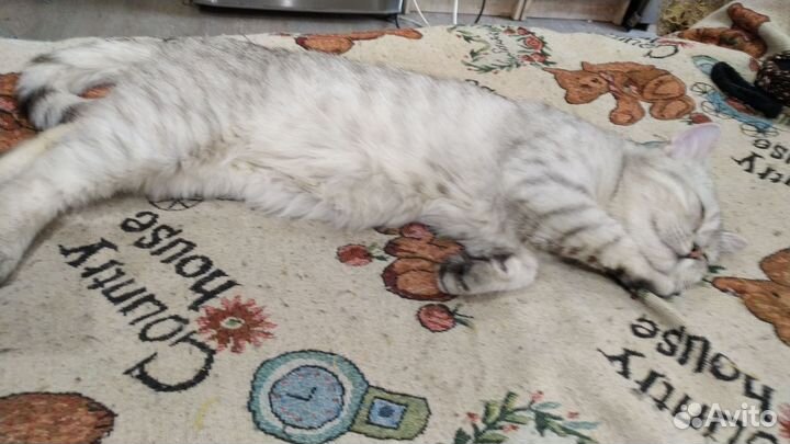 Британский котенок (подросток)