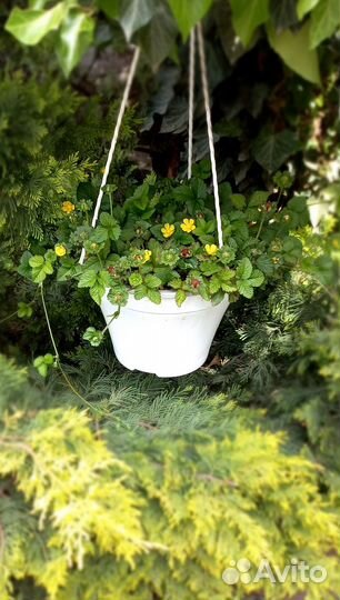 Дюшения индийская. Декоративный почвопокровник