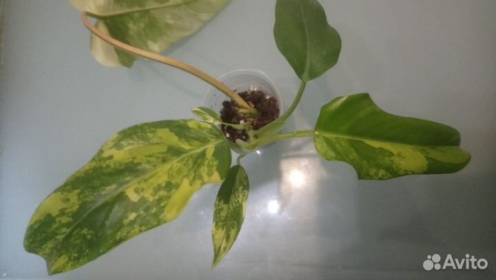 Филодендроны вариегатные