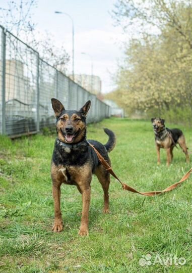 Активный пёс Ричи ищет дом