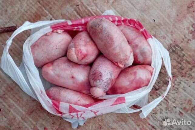 Семенники бычьи. яйца, корни бычьи крупные