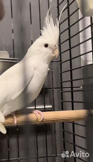 Пупугай Корелла безщёкие, выкормыши и нет