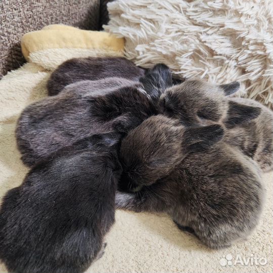 Декоративные кролики