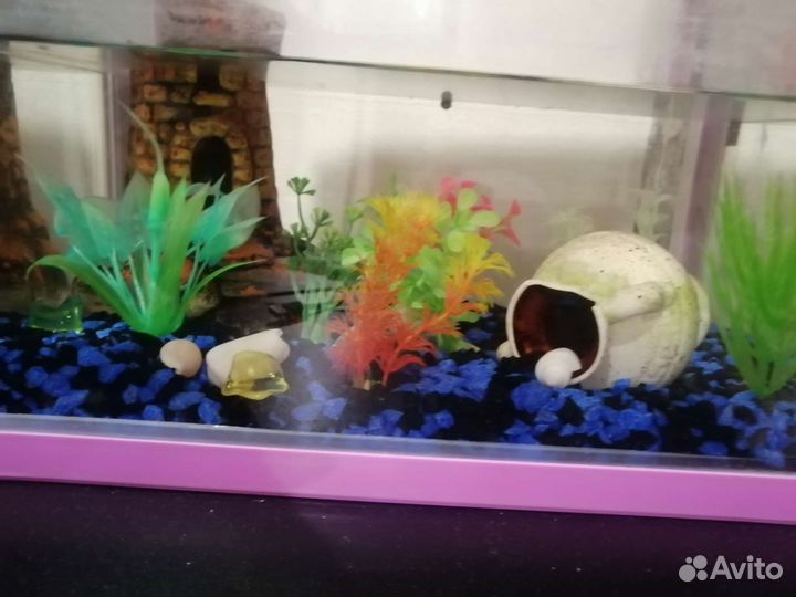 Аквариум