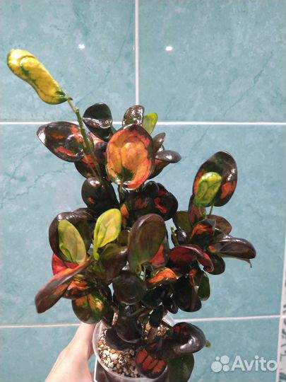 Кротоны Серьги,Пиктум Спот, Батик,Твист,Банан