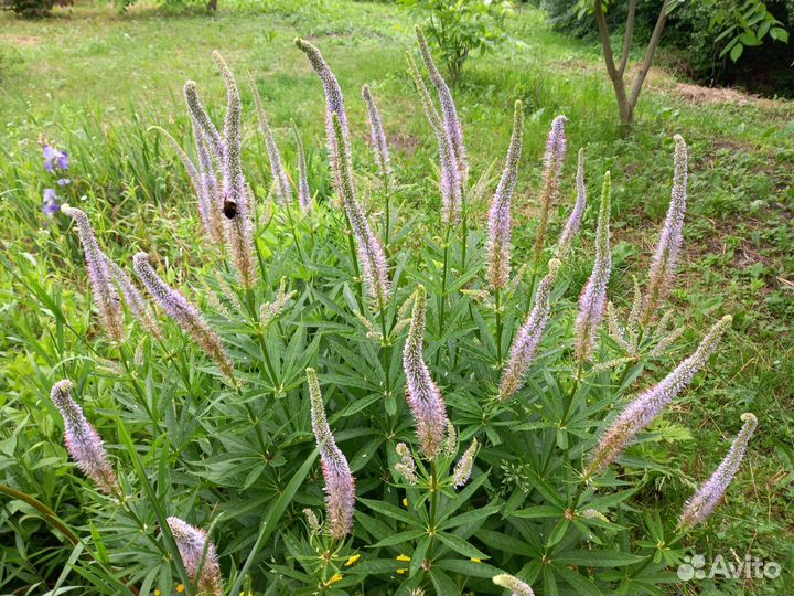 Многолетники