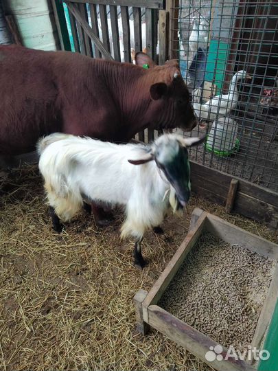 Козел на вязку