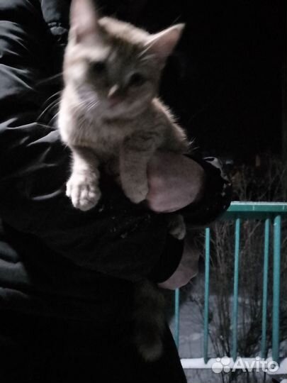 Приблудился молоденький котик на ул. Ленина 10