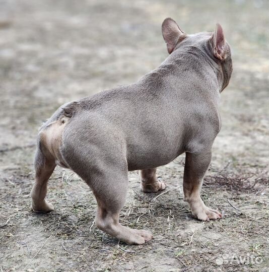 Французский бульдог щенок