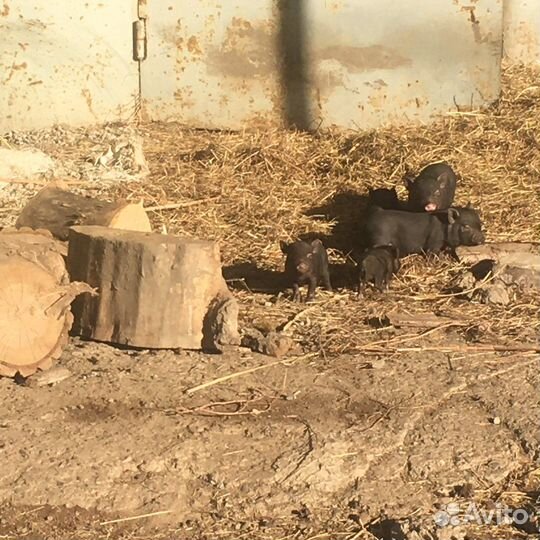 Вьетнамск вислобрюхий поросенок