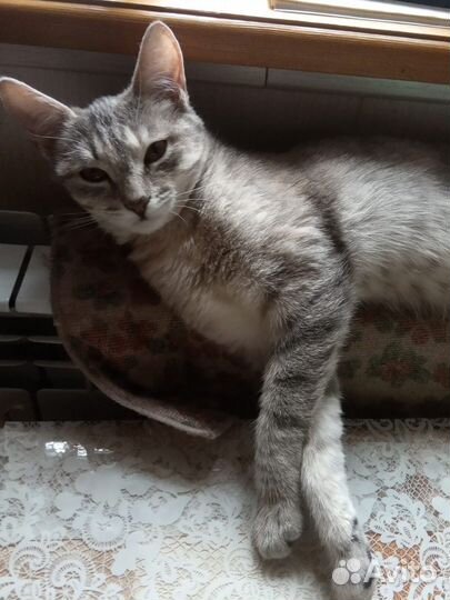 Миленькая кошечка (6 мес, стерилизована)ищет семью