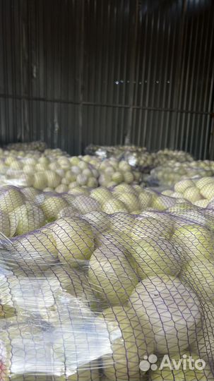 Лук очищенный