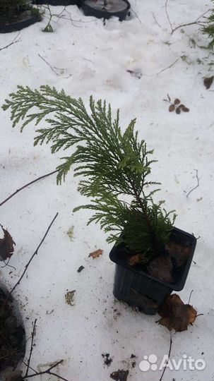 Кипарисовик лавсона