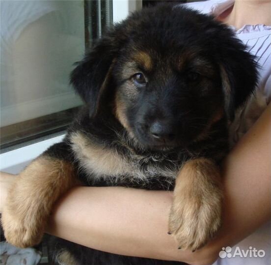 Щенята овчарки. Отдаем в дар