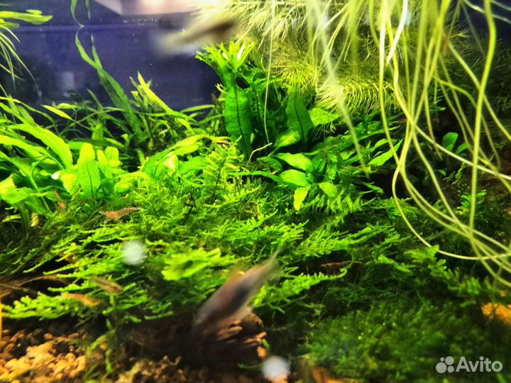 Аквариумные растения