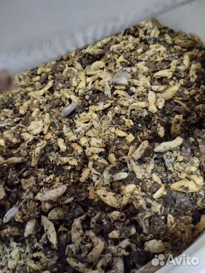 Личинки восковой моли (огневка), подмор