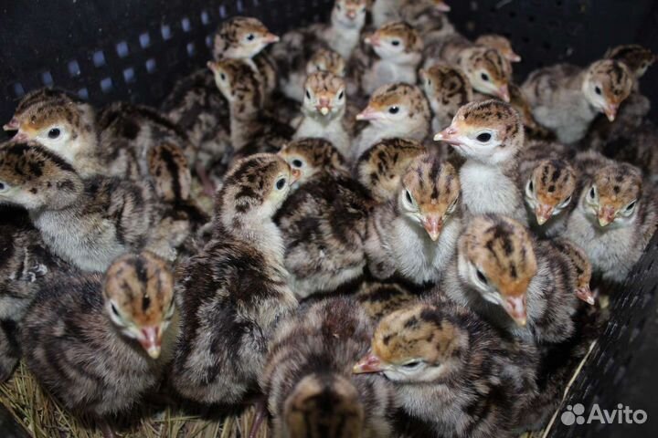 Индюшата суточные