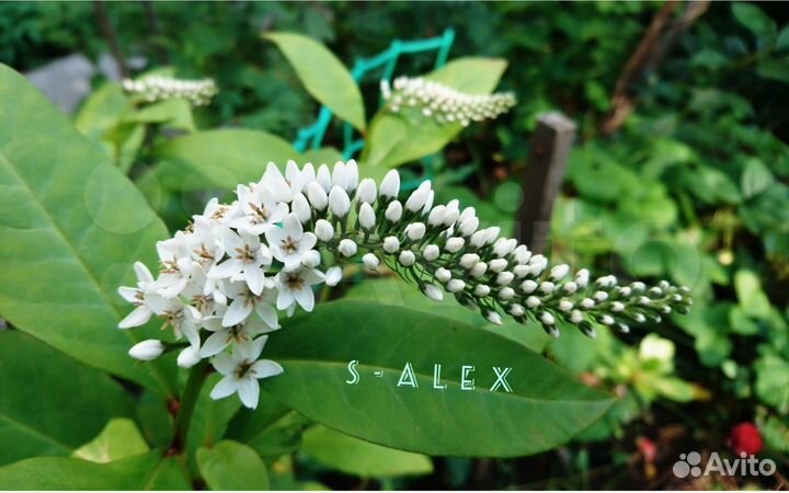 Садовые многолетники