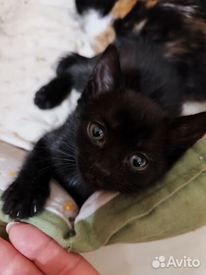 Котята бесплатно