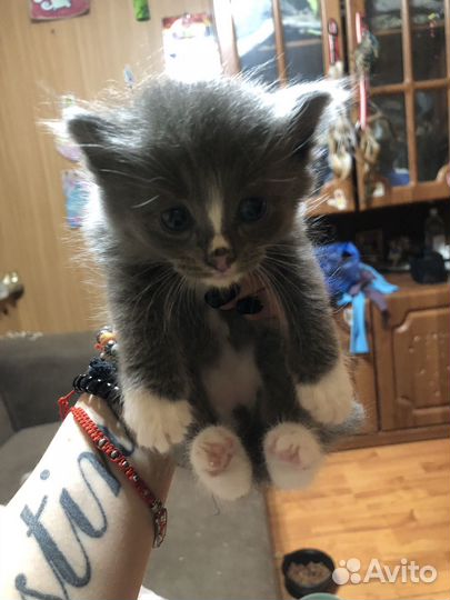 Котята в дар