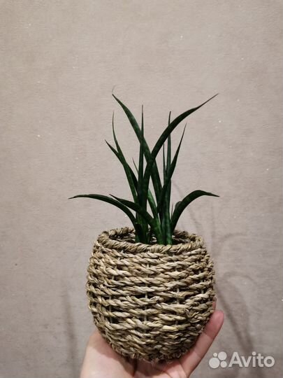 Сансевиерия