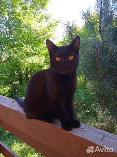 Котик черный