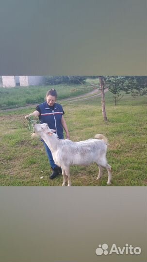 19.09.2023 заанеские козлики