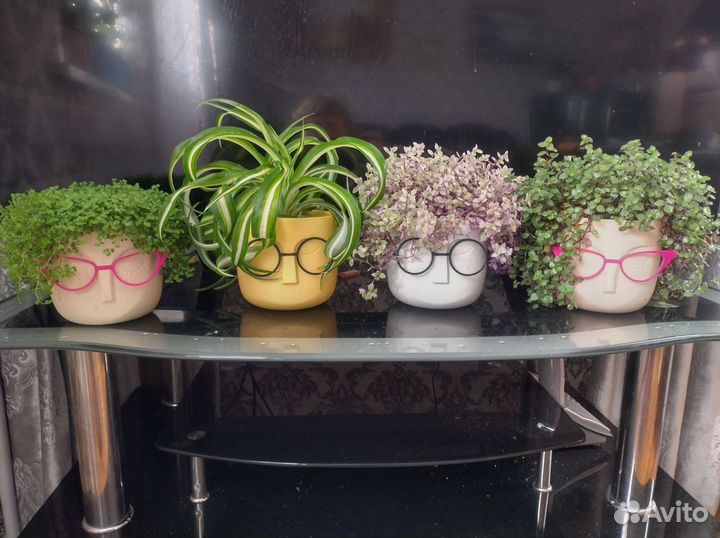 Солейролия, коллизия, хлорофитум кучерявый