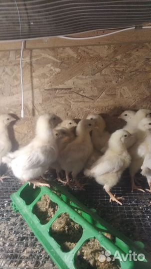 Цыплята