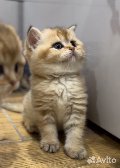 Шотландские котята