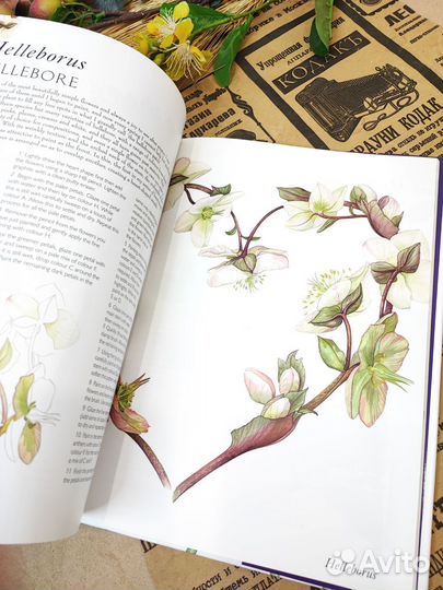 A-Z of Flower Portraits by Billy Showell