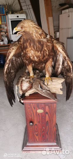 Чучело птицы