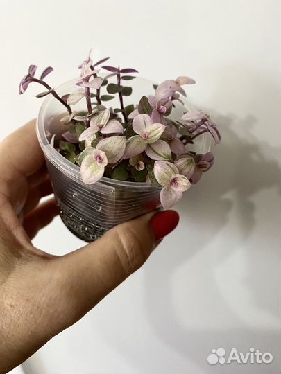 Каллизия Розовая Пантера